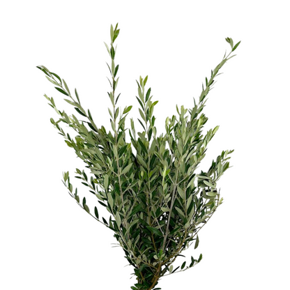 Olive Branch