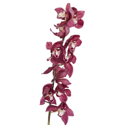 Orchid, Cymbidium