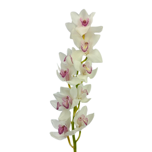 ORCHID, CYMBIDIUM