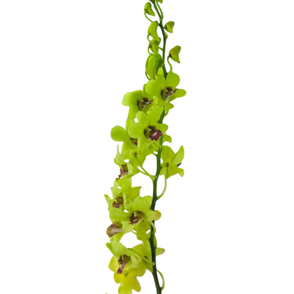 ORCHID, DENDROBIUM