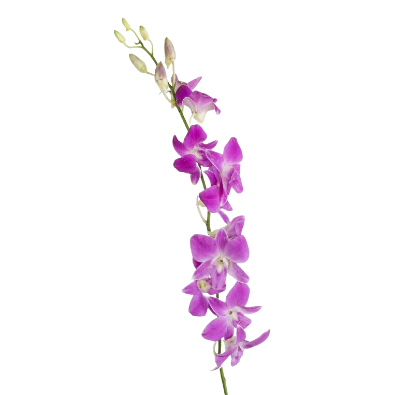 ORCHID, DENDROBIUM