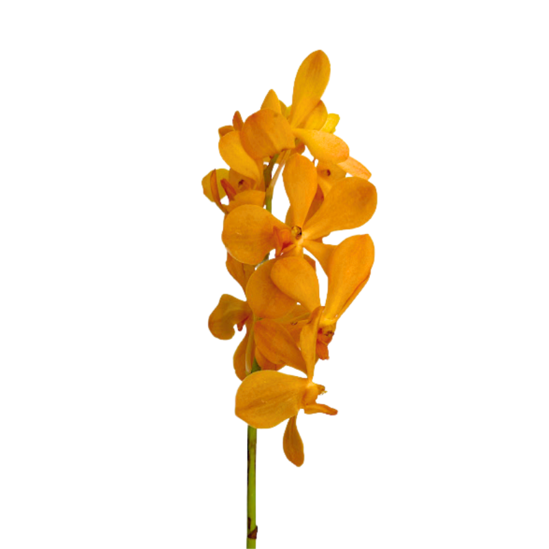 ORCHID, MOKARA