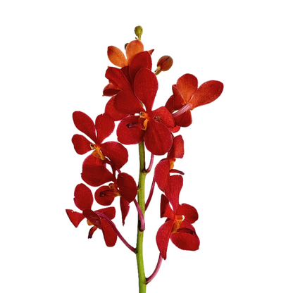 ORCHID, MOKARA