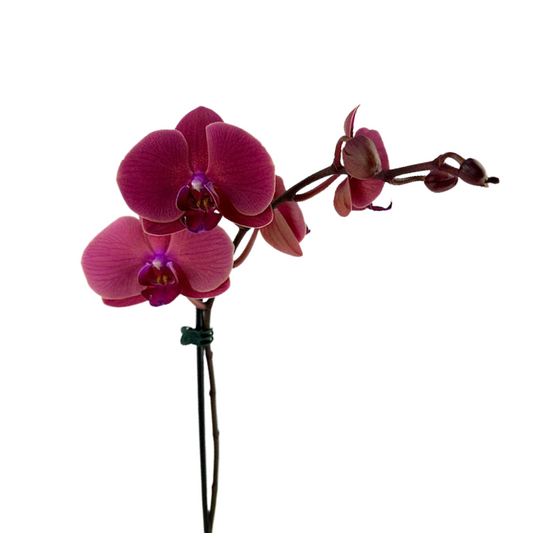 ORCHID PLANT, PHALAENOPSIS