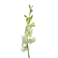 Orchid Dendrobium White (10 Stems)
