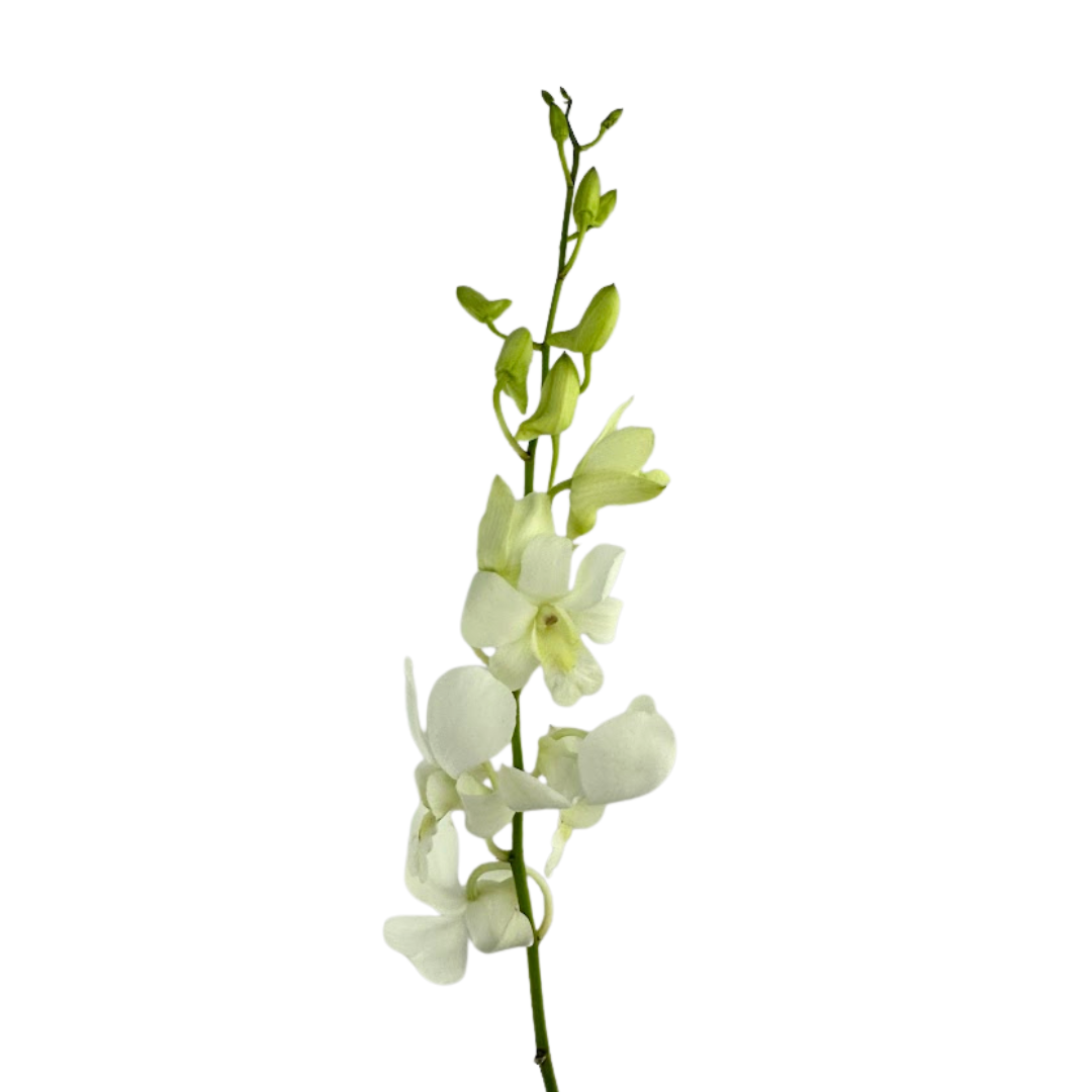 Orchid Dendrobium White (10 Stems)