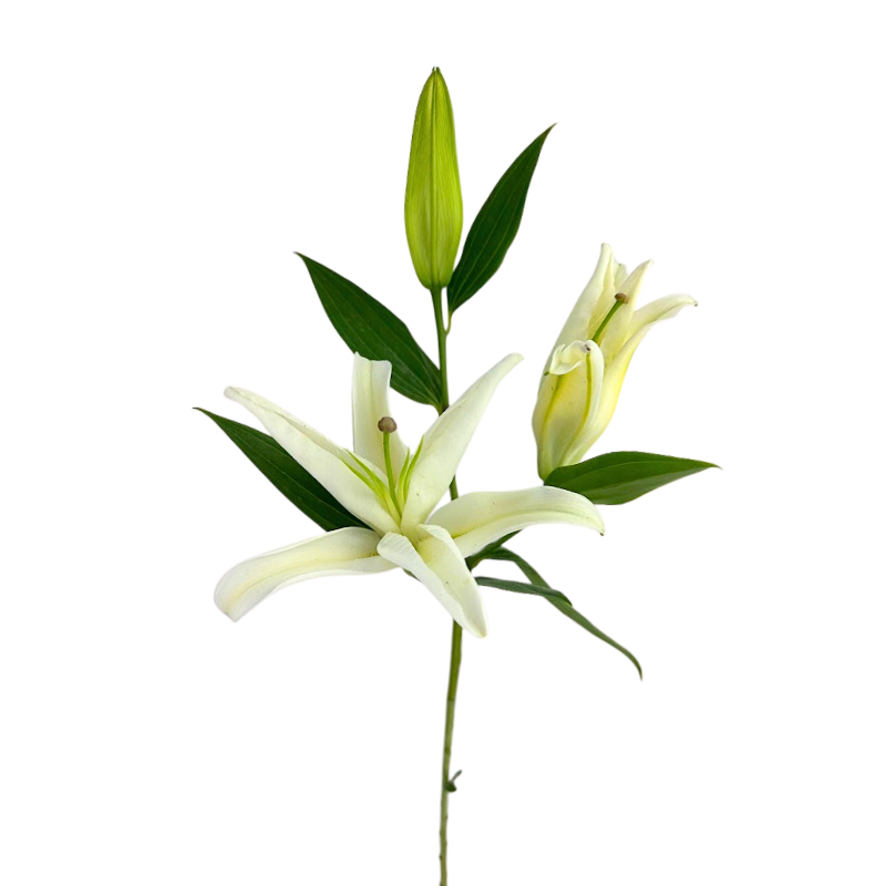 Oriental Lily White (10 stems)