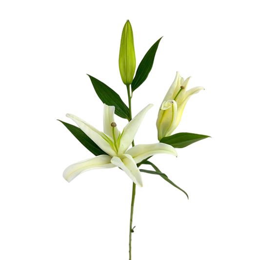 Oriental Lily White (10 stems)