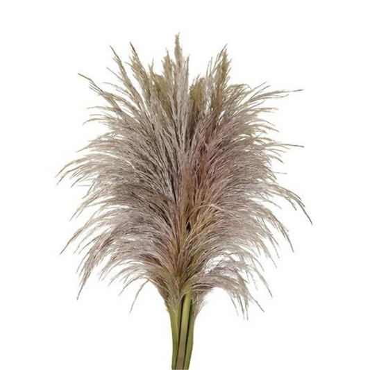 PAMPAS GRASS