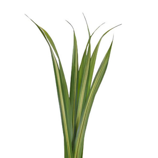 PANDANUS