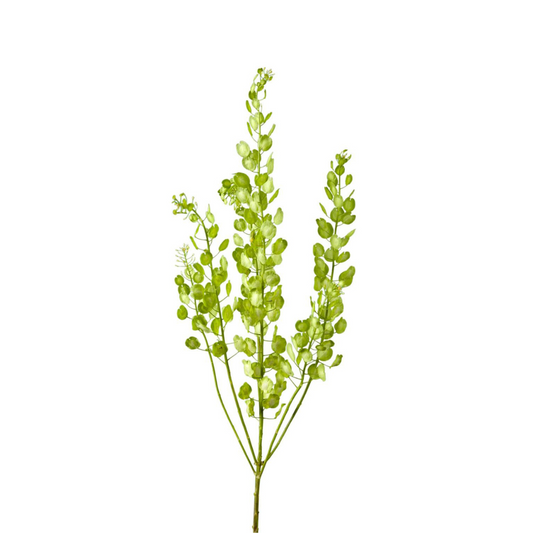 Pennycress