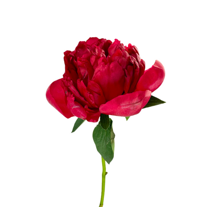 Peony
