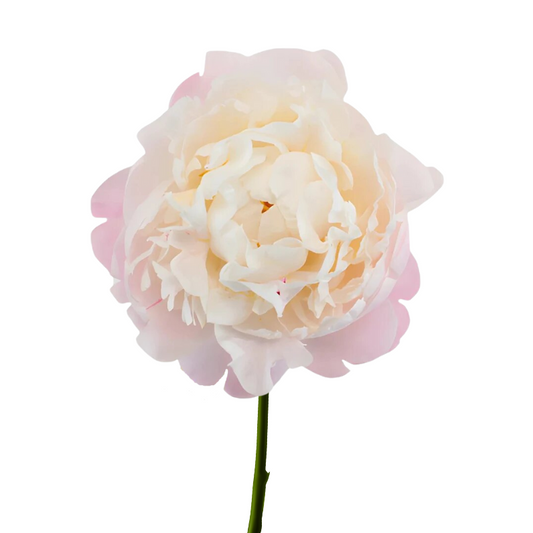 Peony
