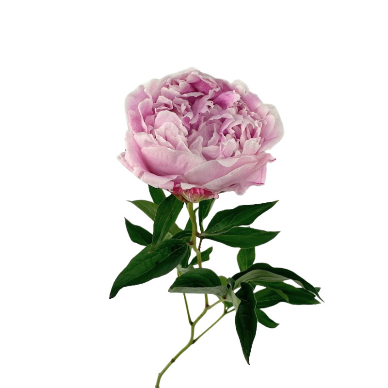 Peony