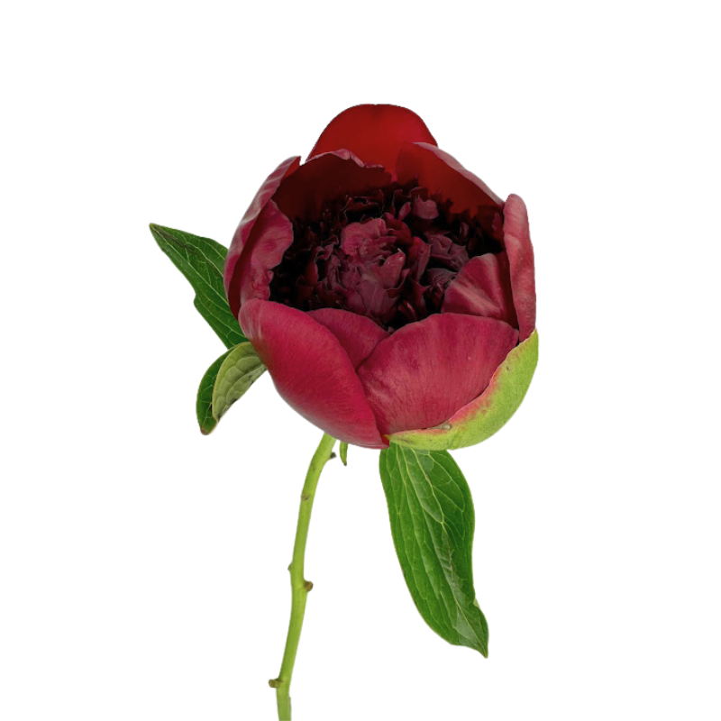 Peony