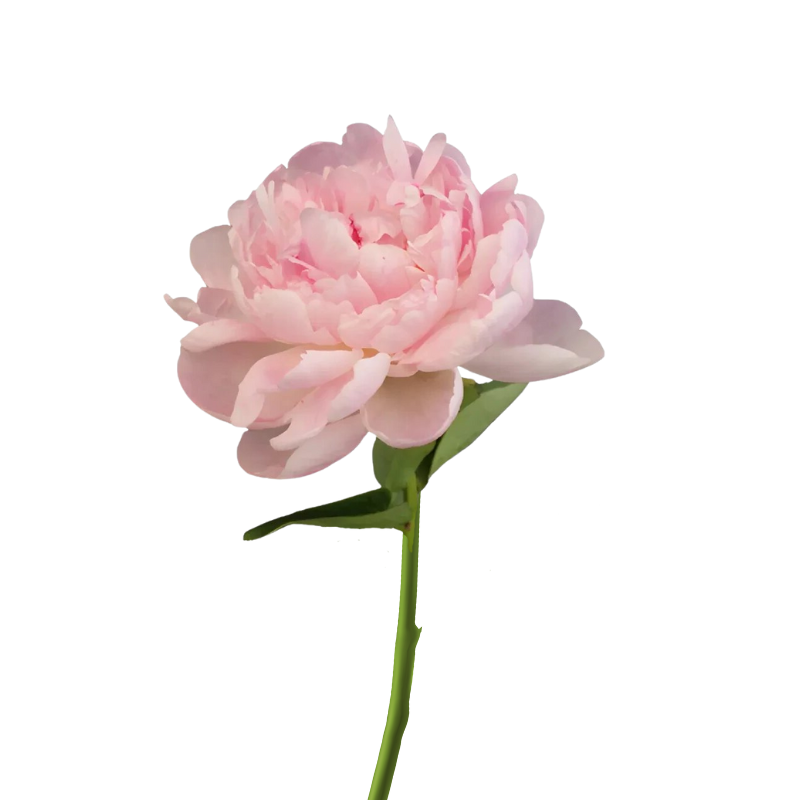 Peony