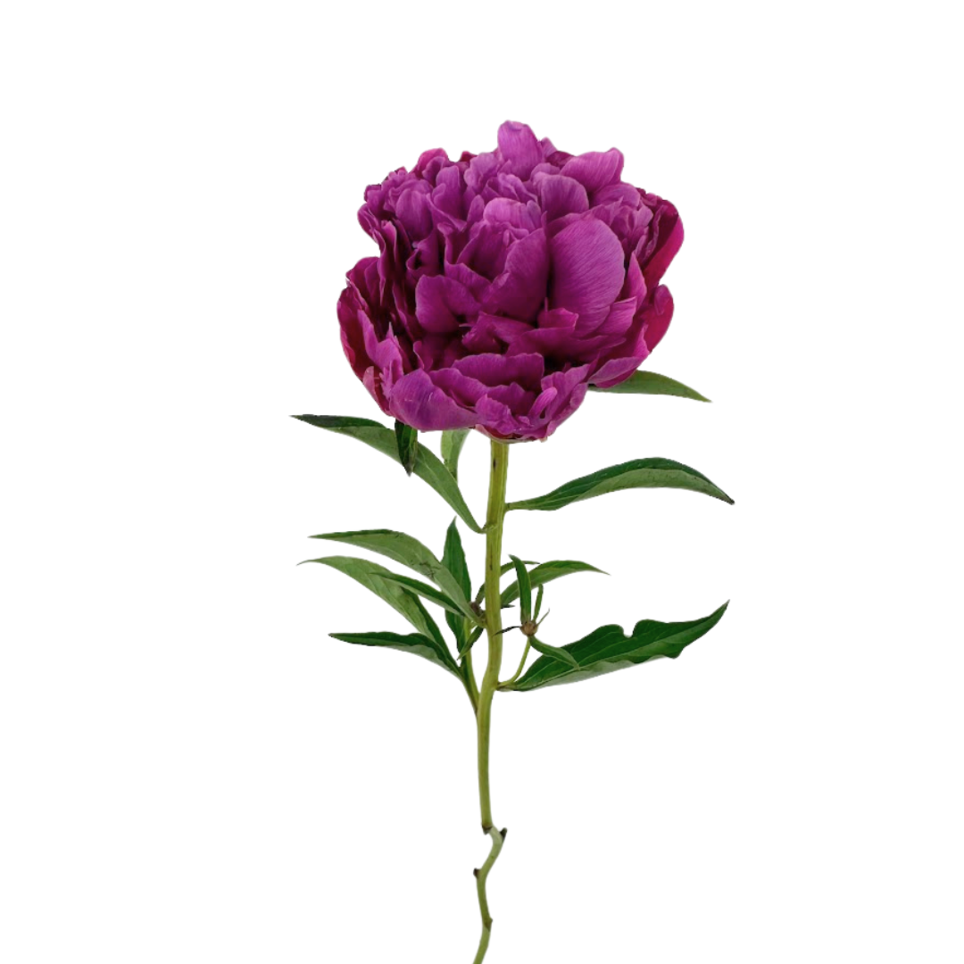 Peony