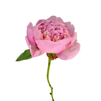 Peony