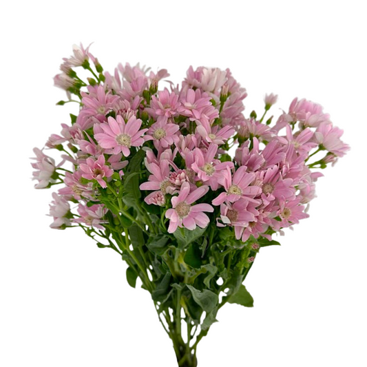 Pericallis