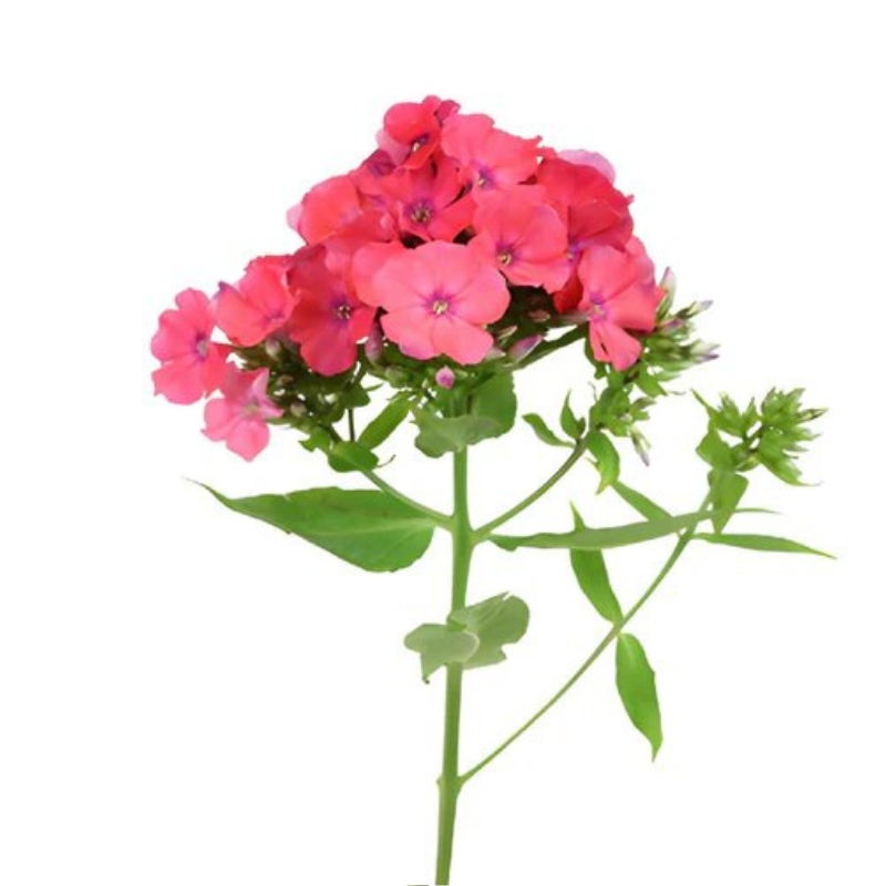 Phlox