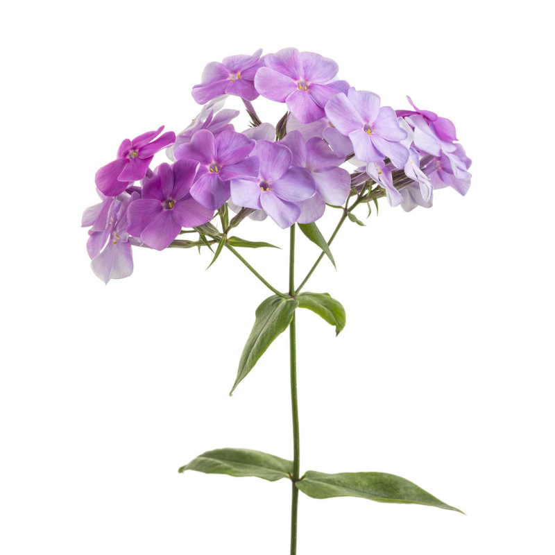 Phlox