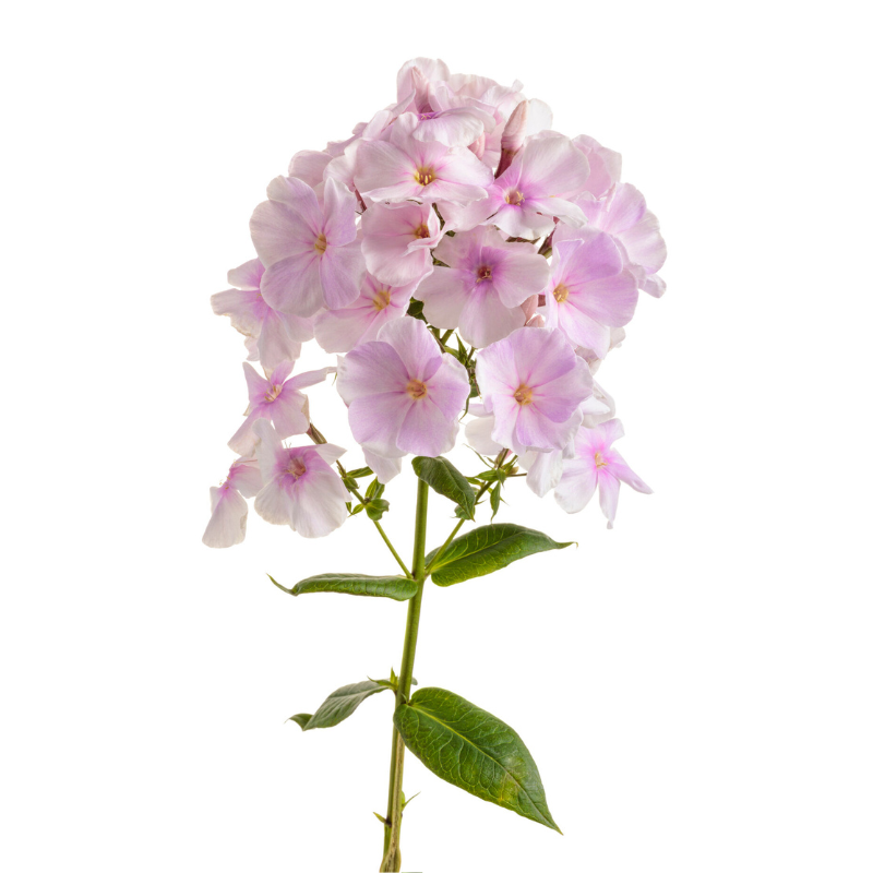 Phlox