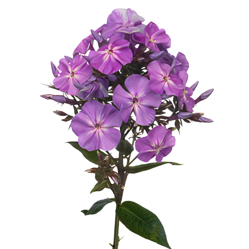 Phlox