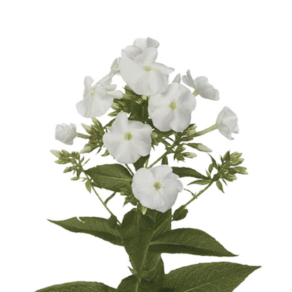 Phlox