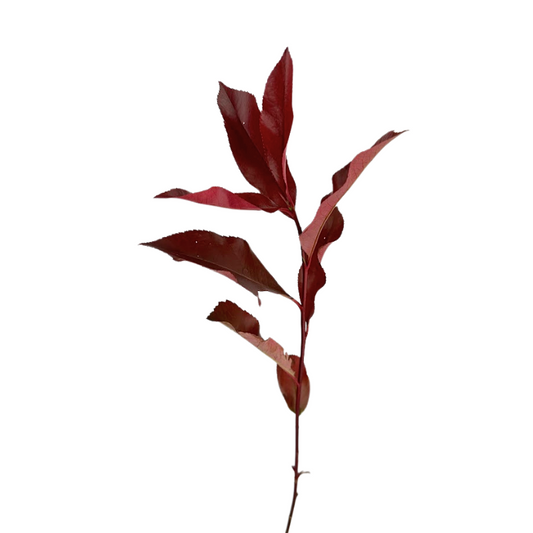 PHOTINIA