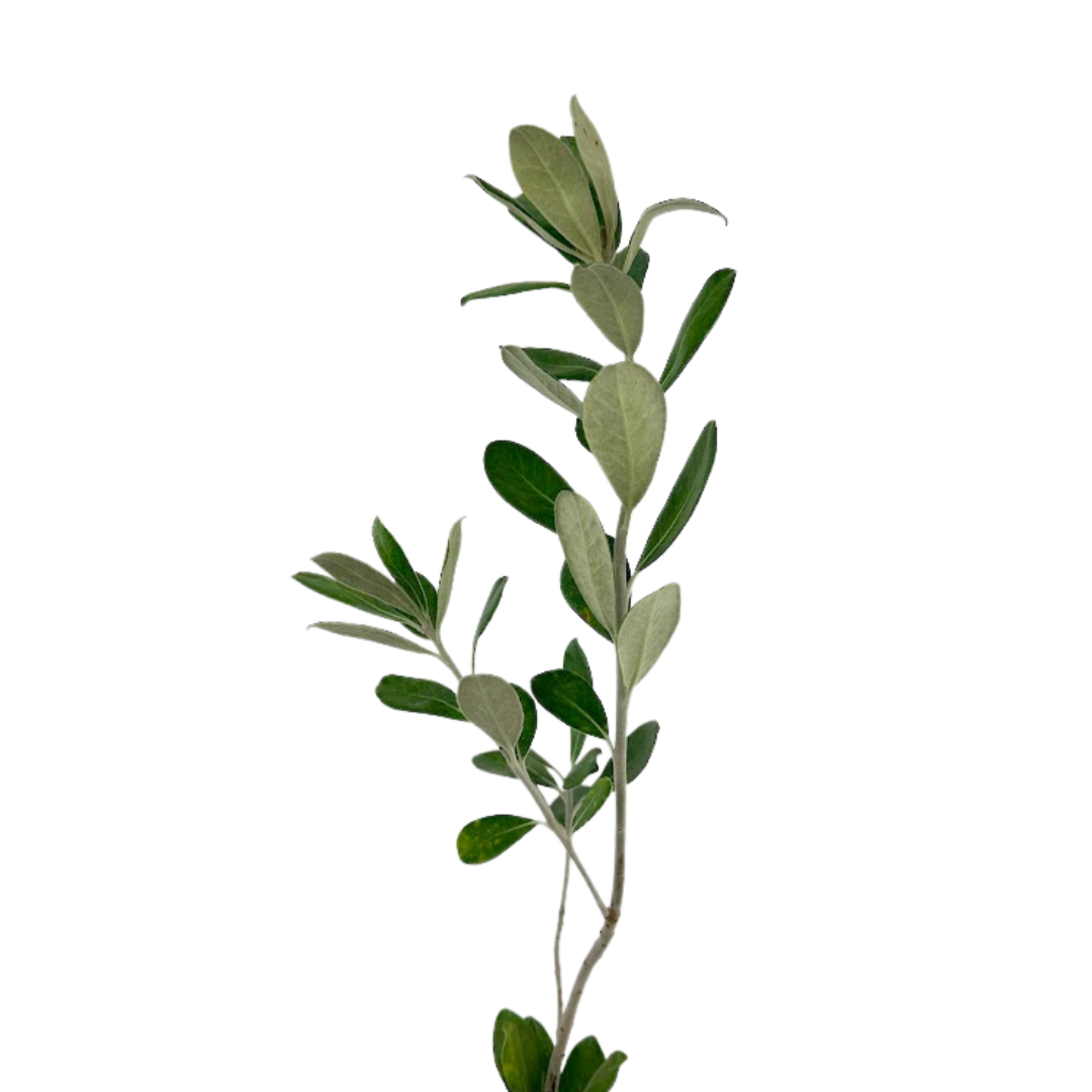 Pittosporum, Ralphii