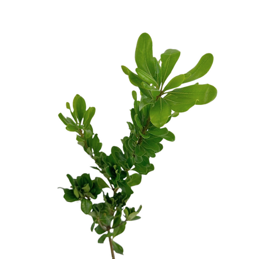Pittosporum