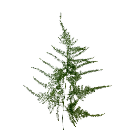 Plumosa