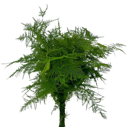Plumosa