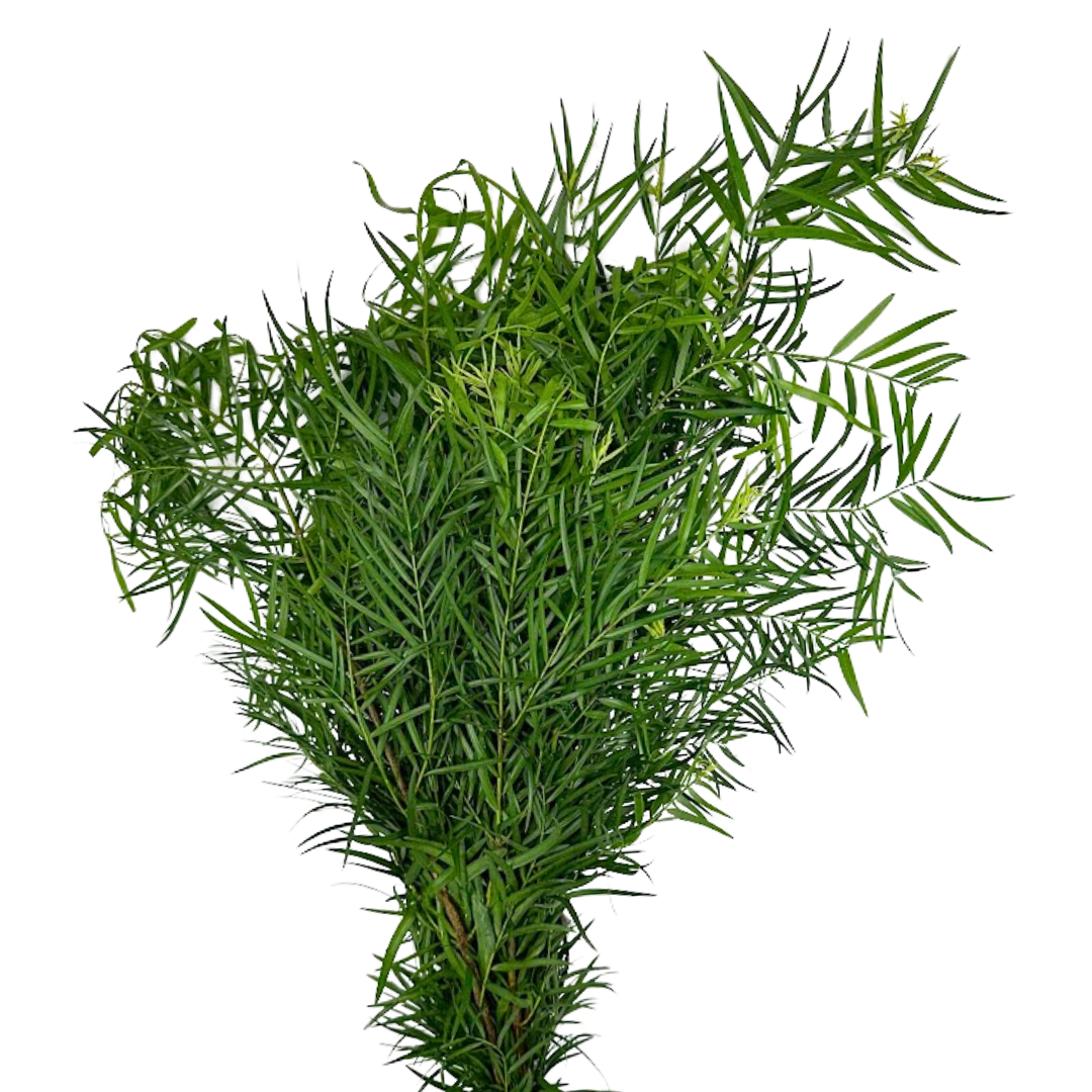 PODOCARPUS