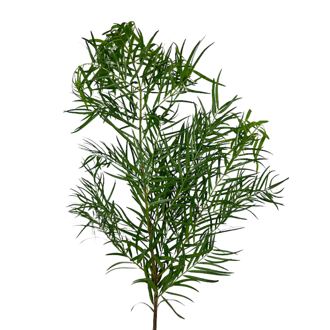 PODOCARPUS