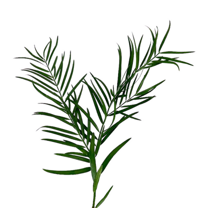 PODOCARPUS