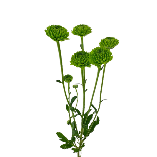 POMPON MUM, BUTTON