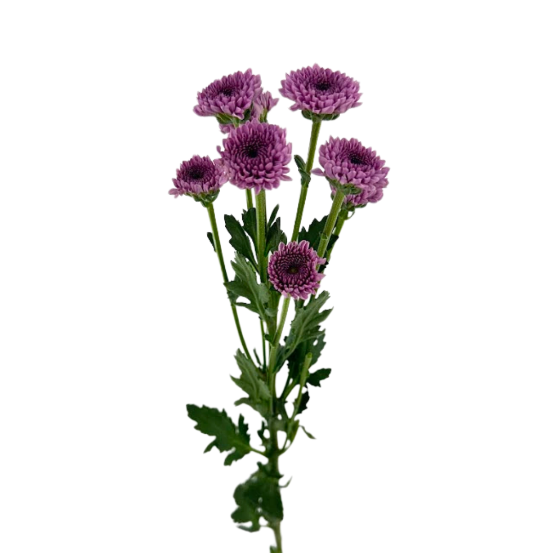 Pompon Mum, Button
