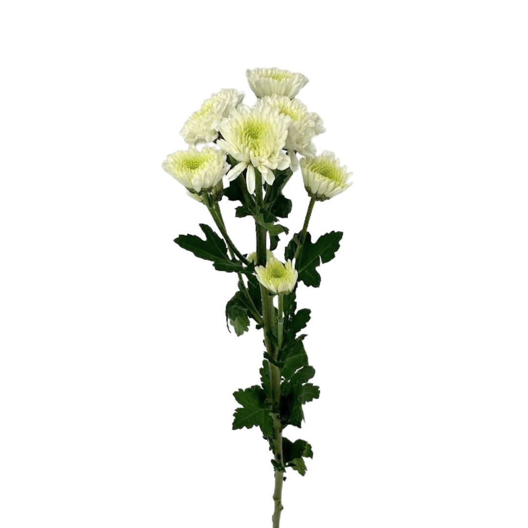 Pompon Mum, Button