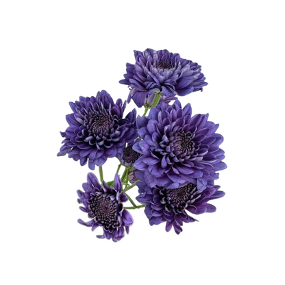 POMPON, CUSHION - BLUOCEAN® SERIES