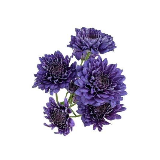 Pompon, Cushion - BluOcean® Series