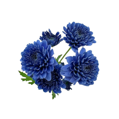POMPON, CUSHION - BLUOCEAN® SERIES