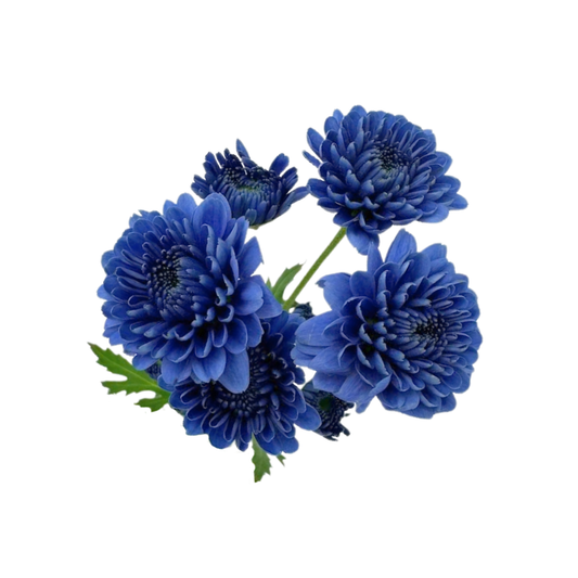 Pompon, Cushion - BluOcean® Series