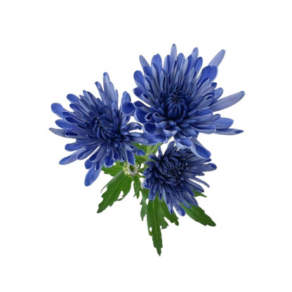 POMPON, CUSHION - BLUOCEAN® SERIES