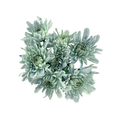 POMPON, CUSHION - BLUOCEAN® SERIES