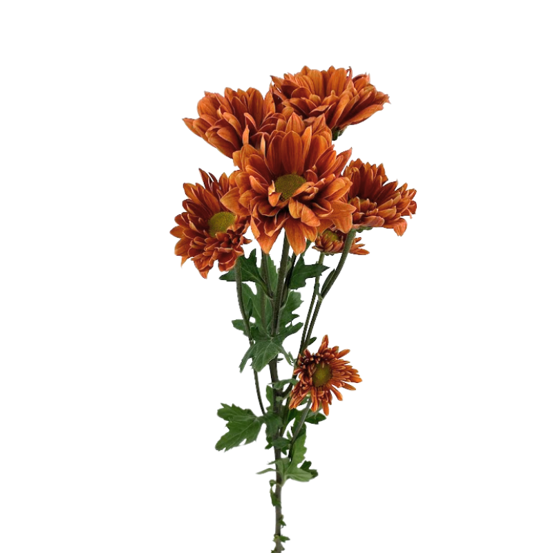 Pompon, Daisy