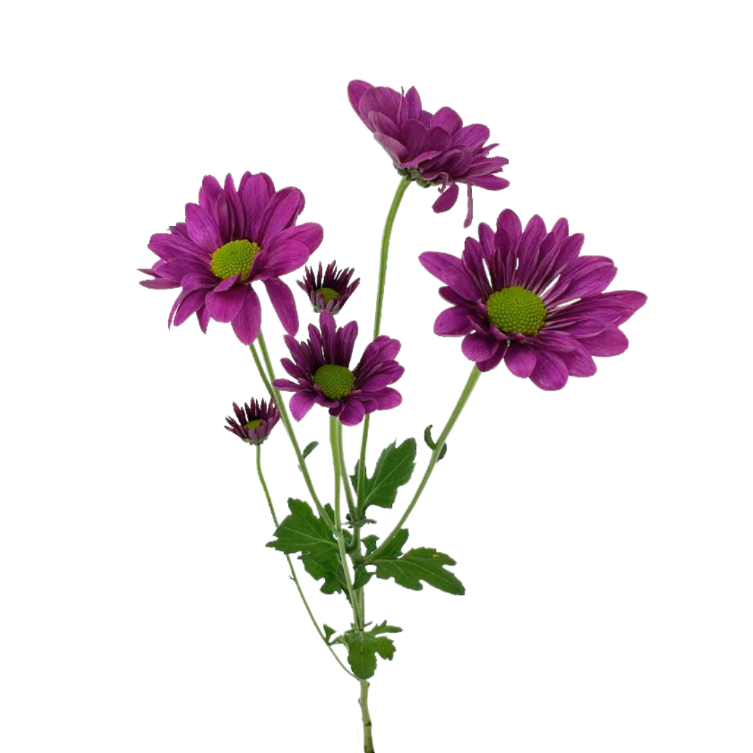 Pompon, Daisy
