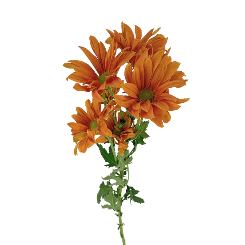 Pompon, Daisy
