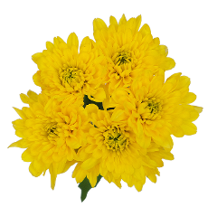 Pompom Cushion Yellow (7 stems)