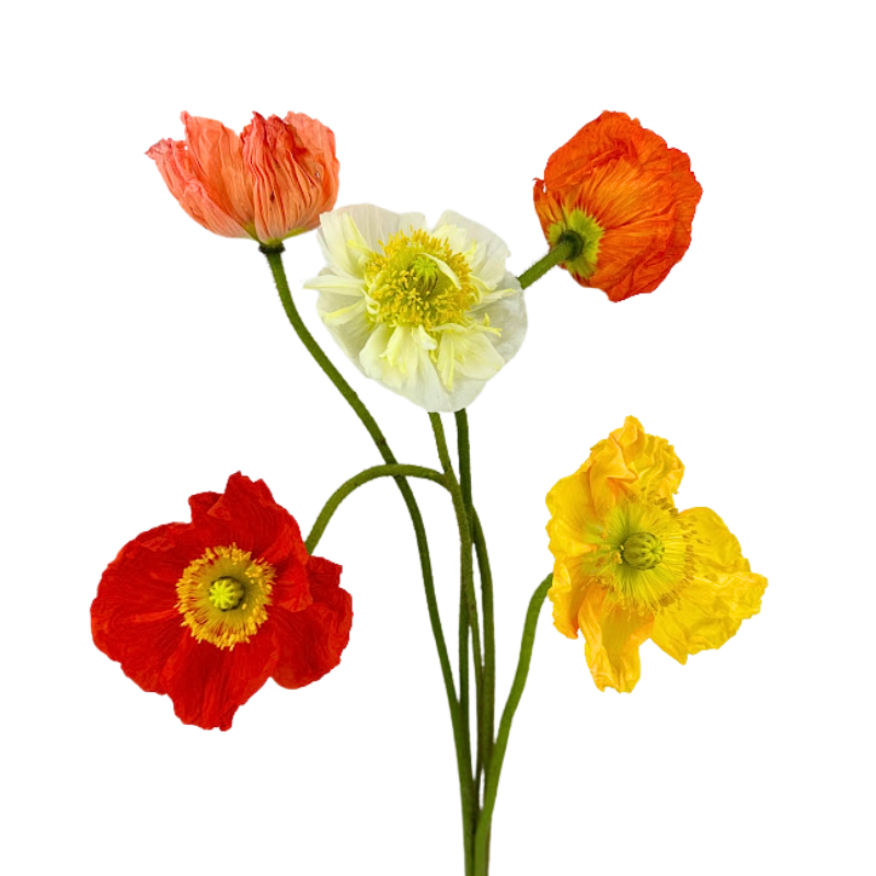 POPPY, ASSORTED